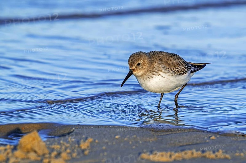 Dunlin (Calidris alpina) adult in winter plumage foraging for worms and crustaceans in swash zone / forewash on sandy beach along the North Sea coast