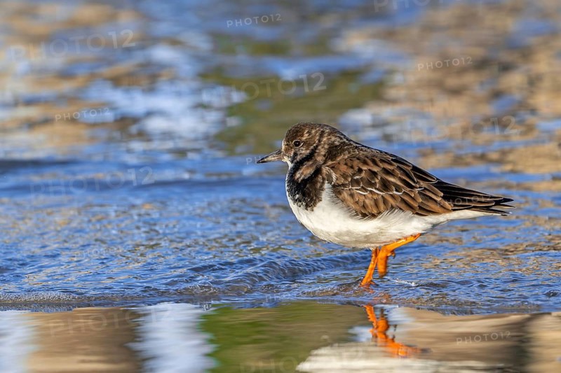 Ruddy turnstone (Arenaria interpres) adult in winter plumage foraging for invertebrates in swash zone / forewash on sandy beach along North Sea coast