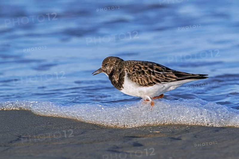 Ruddy turnstone (Arenaria interpres) adult in winter plumage foraging in shallow water for crustaceans in swash zone / forewash along North Sea coast