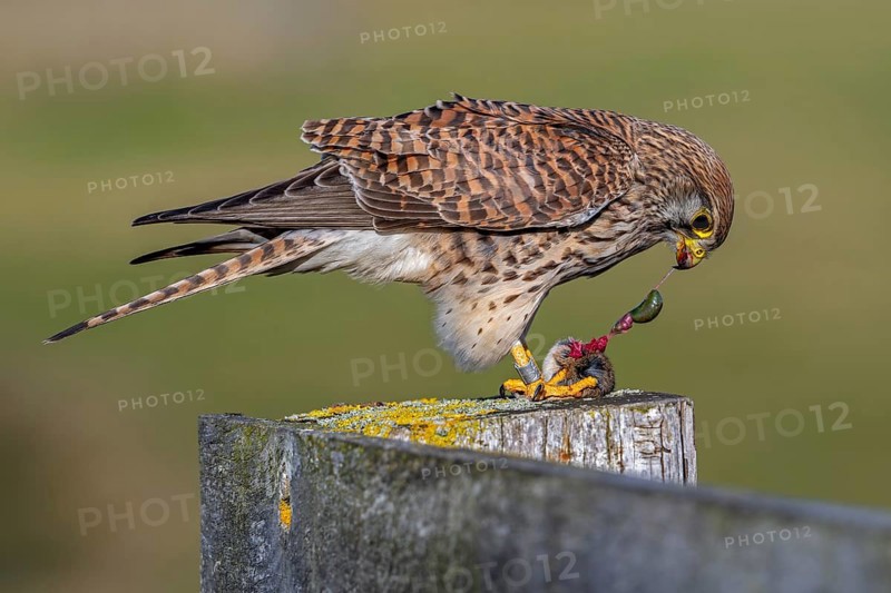 Common kestrel / European kestrel (Falco tinnunculus) female perched on wooden fence post tearing out intestines from caught vole prey while eating