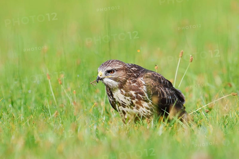 Common buzzard (Buteo buteo) sitting in a meadow and eating gnats (Tipulidae), North Rhine-Westphalia, Germany