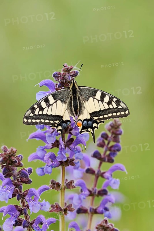 Swallowtail (Papilio machaon) in a meadow sage (Salvia pratensis), North Rhine-Westphalia, Germany
