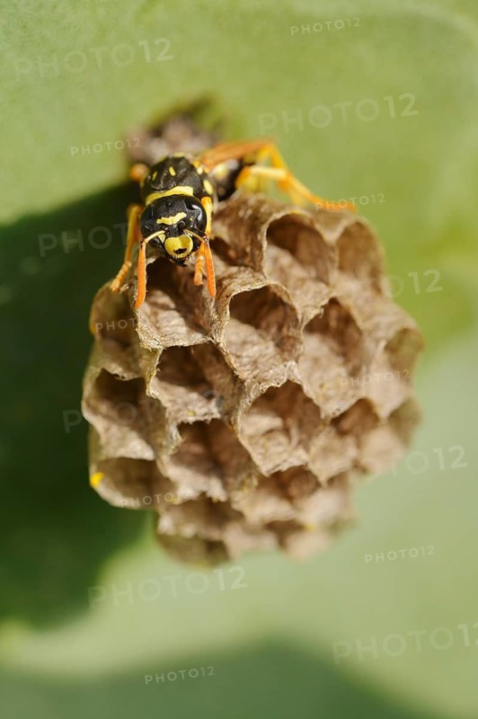 House field wasp or French field wasp (Polistes dominula) building a nest, Algarve, Portugal
