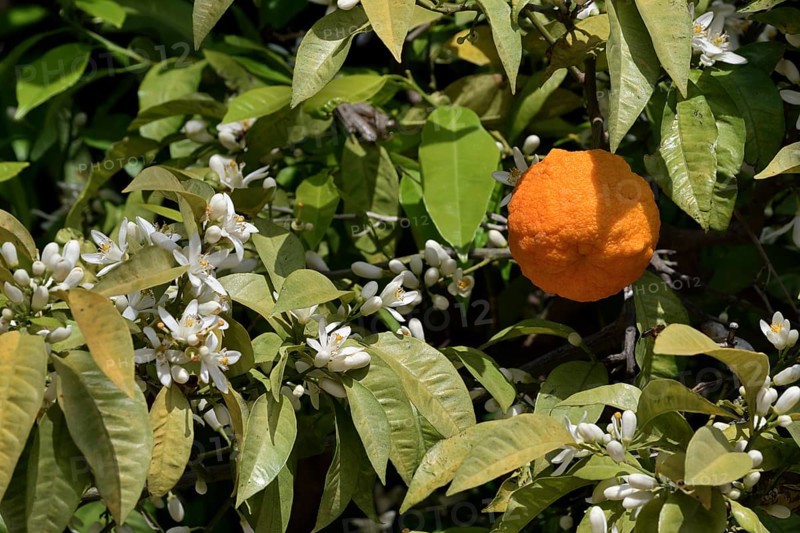 Orange tree (Citrus sinensis), blossoms and fruit on the tree, Algarve, Portugal
