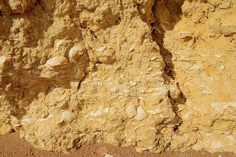 Fossil mussel shells in rocks on the coast, Algarve, Portugal