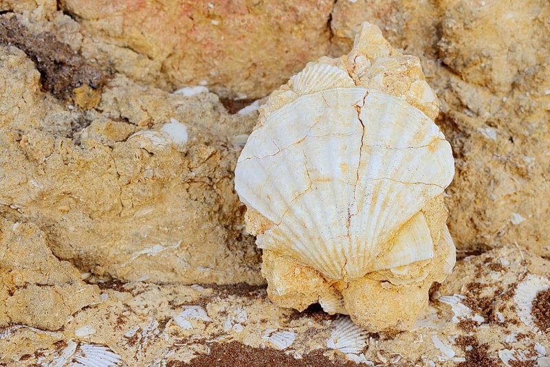 Fossil mussel shell in rocks on the coast, pilgrim mussel, Algarve, Portugal