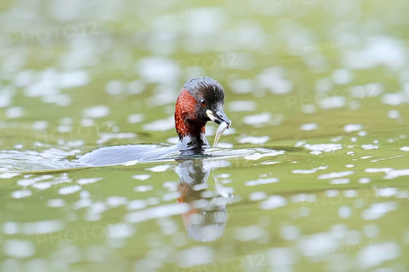 Little grebe (Tachybaptus ruficollis) with preyed fish, North Rhine-Westphalia, Germany