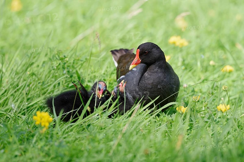 Water rail or moorhen (Gallinula chloropus) with chicks in a meadow, North Rhine-Westphalia, Germany
