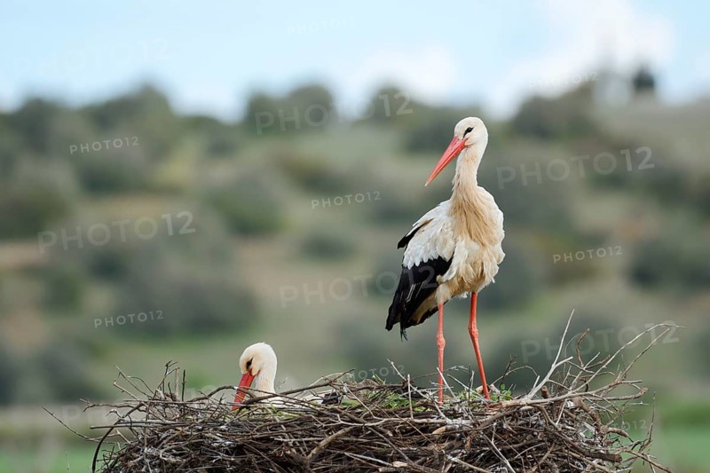 White stork (Ciconia ciconia), pair on the nest, Algarve, Portugal