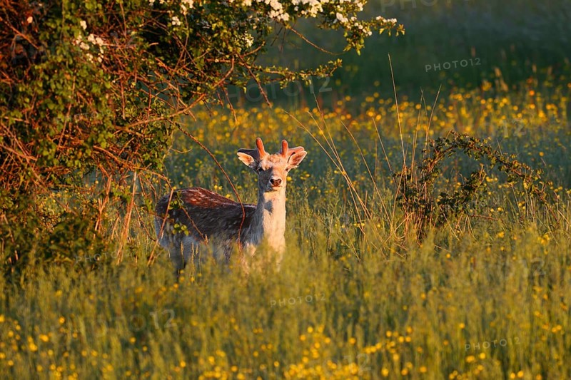 Fallow deer (Dama dama), fallow deer with velvet antlers in spring, Zeeland, Netherlands