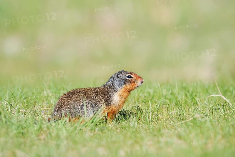 Columbia ground squirrel (Urocitellus columbianus, Spermophilus columbianus), Jasper National Park, Alberta, Canada