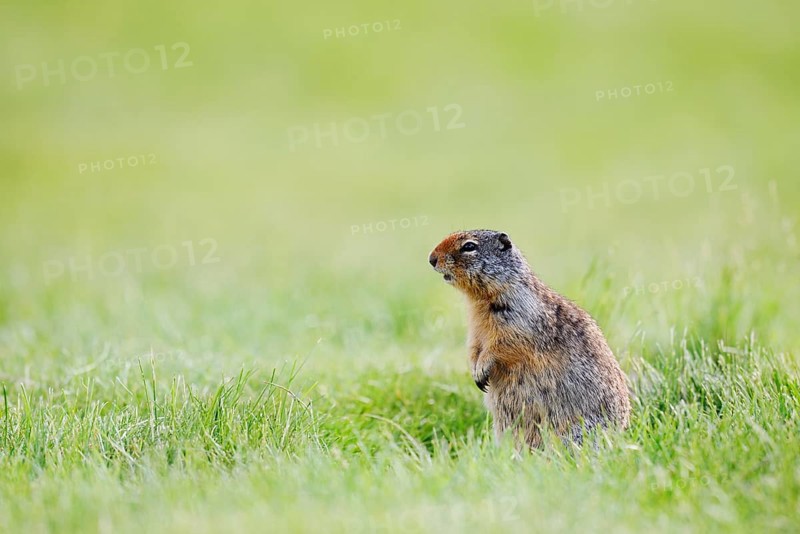 Columbia ground squirrel (Urocitellus columbianus, Spermophilus columbianus) sitting upright in a meadow, Waterton Lakes National Park, Alberta, Canada