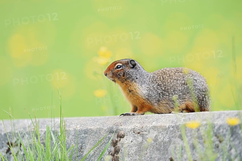 Columbia ground squirrel (Urocitellus columbianus, Spermophilus columbianus), Yoho National Park, British Columbia, Canada