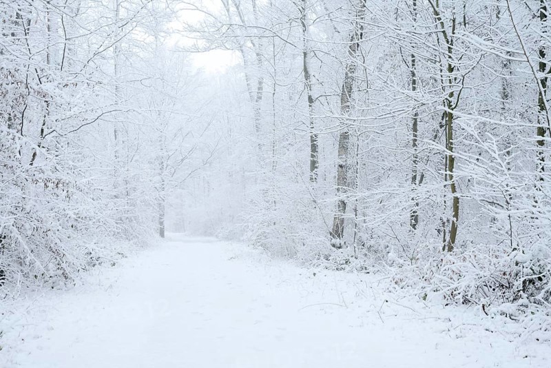 Snowy trail through deciduous forest in winter, North Rhine-Westphalia, Germany
