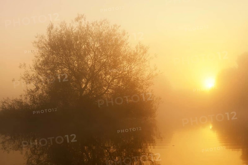 Silver willow (Salix alba) in the morning mist on the river Lippe at sunrise, North Rhine-Westphalia, Germany
