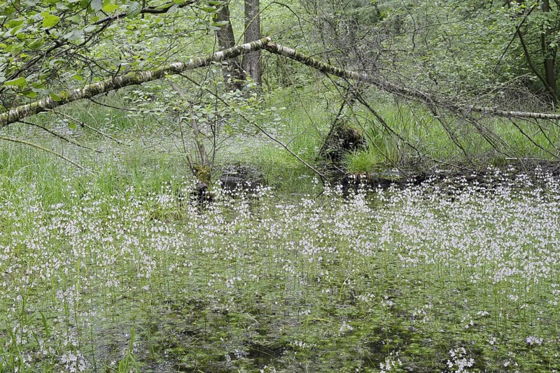 Flowering European water feather or water primrose (Hottonia palustris) in a pond, North Rhine-Westphalia, Germany