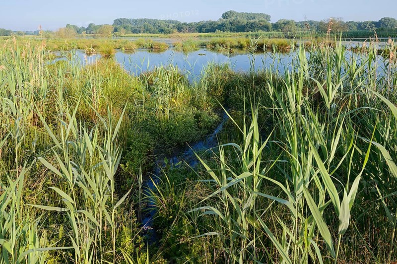 Pond with reeds in spring, North Rhine-Westphalia, Germany
