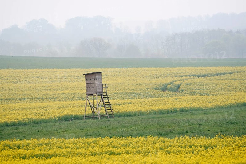 High seat and flowering rape field (Brassica napus) in spring, North Rhine-Westphalia, Germany
