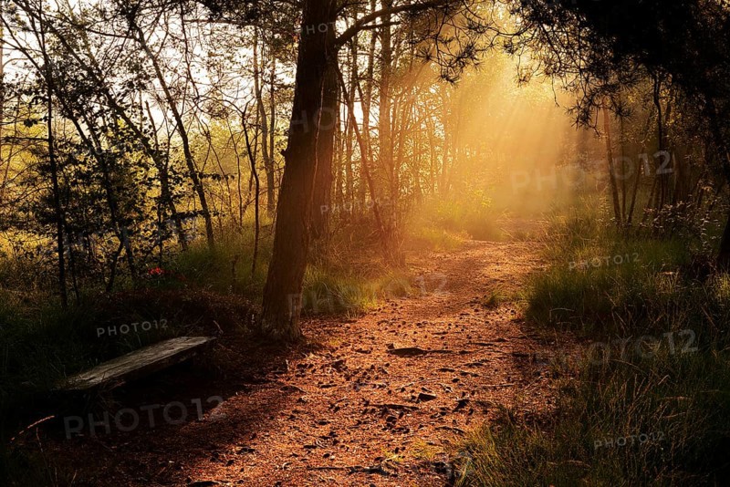 Forest path and bench in morning fog with sunbeams, Venner Moor, North Rhine-Westphalia, Germany