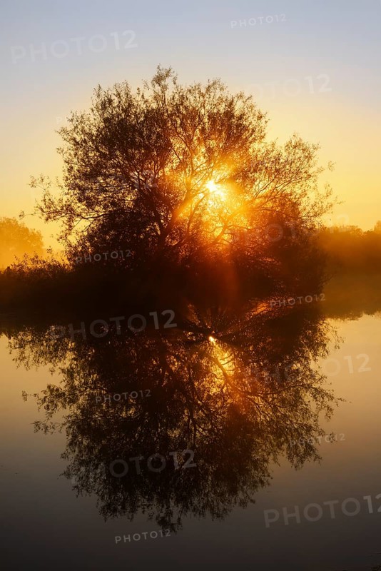 Silver willow (Salix alba) by the river Lippe at sunrise, North Rhine-Westphalia, Germany