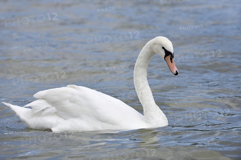 Mute swan (Cygnus olor), Alsace, France