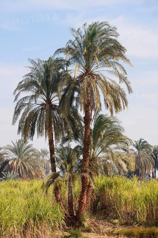 Real date palms (Phoenix dactylifera) along the Nile, Nile Valley, Egypt