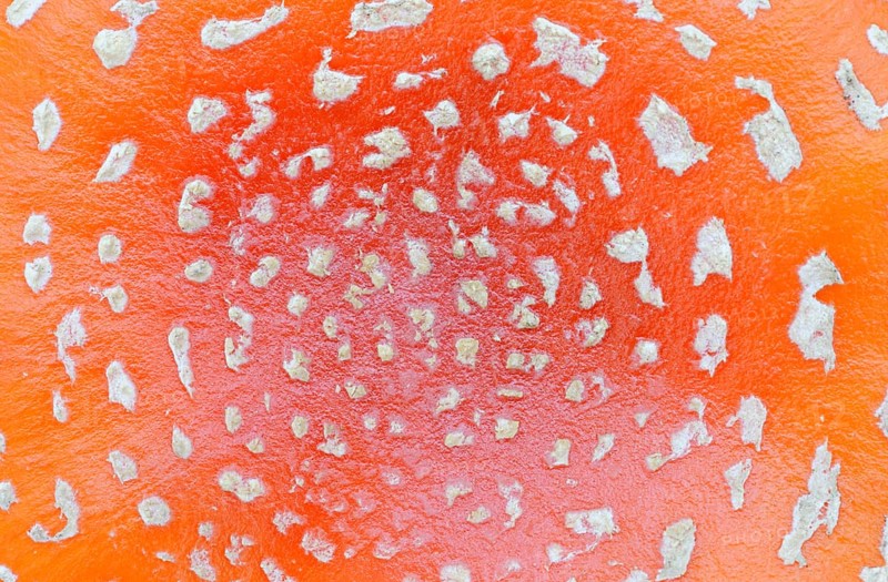 Fly agaric (Amanita muscaria), cap with flaky scales, North Rhine-Westphalia, Germany