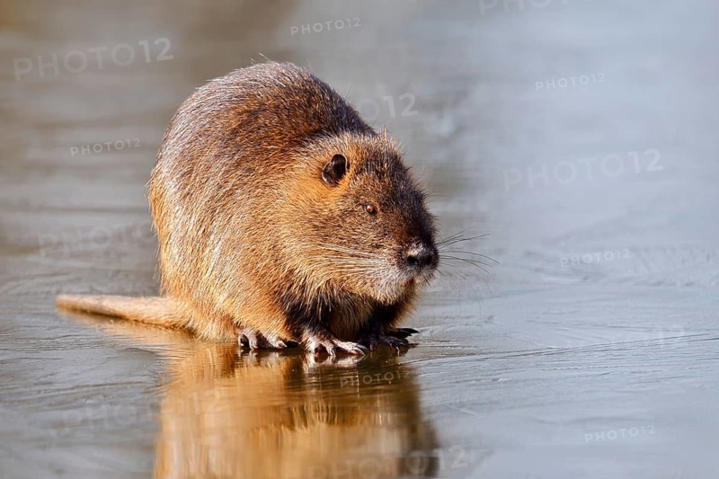 Nutria or swamp beaver (Myocastor coypus) on the ice surface of a lake in winter, neozoa in Germany, North Rhine-Westphalia, Germany