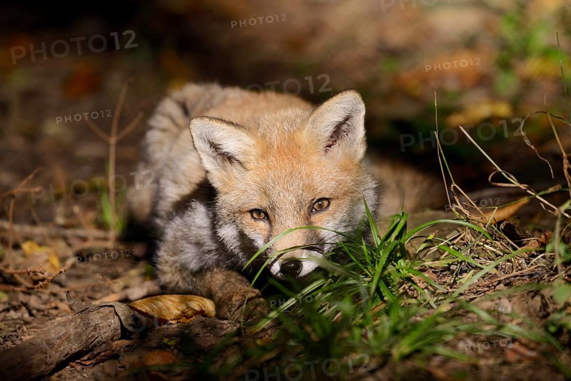 Red fox (Vulpes vulpes), young animal, North Rhine-Westphalia, Germany
