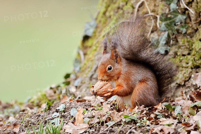 Eurasian squirrel (Sciurus vulgaris) eating a walnut, North Rhine-Westphalia, Germany
