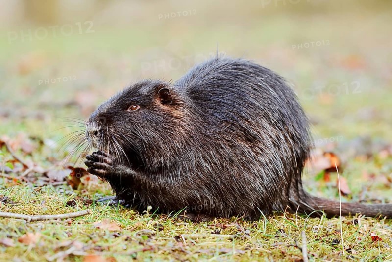 Nutria or swamp beaver (Myocastor coypus) sits feeding on the bank, North Rhine-Westphalia, Germany, Neozoon in Europe