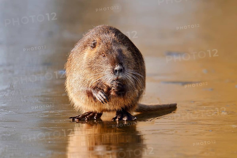 Nutria or swamp beaver (Myocastor coypus) sits feeding on the ice surface of a lake in winter, neozoa in Germany, North Rhine-Westphalia, Germany
