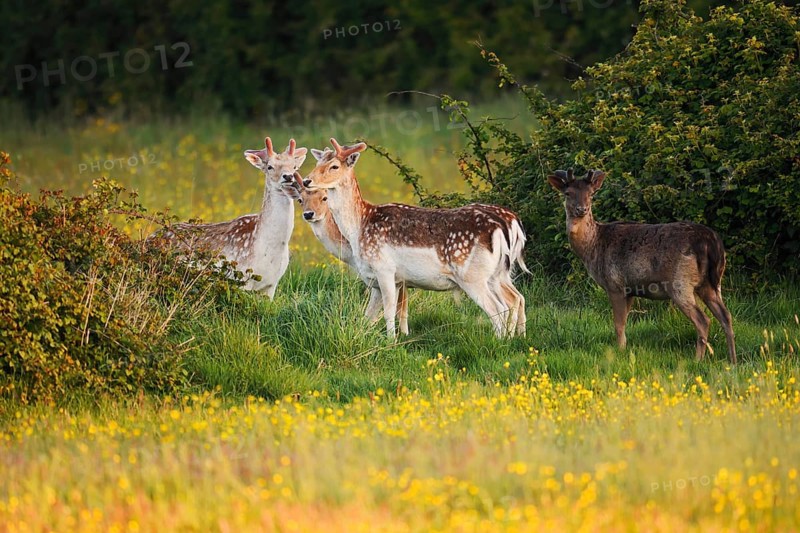 Fallow deer (Dama dama), fallow deer with velvet antlers on a flower meadow in spring, Zeeland, Netherlands