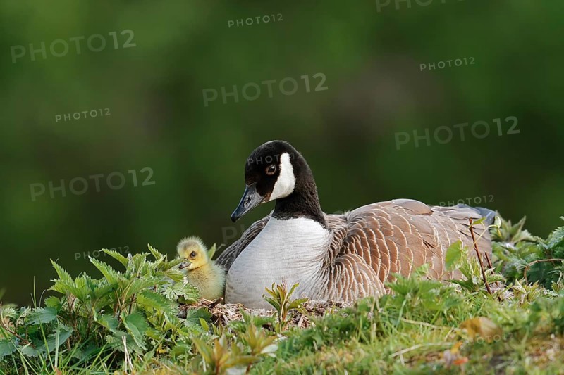 Canada goose (Branta canadensis) breeding with chicks on the nest, North Rhine-Westphalia, Germany