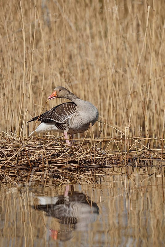 Greylag goose (Anser anser) building a nest in the reeds, North Rhine-Westphalia, Germany