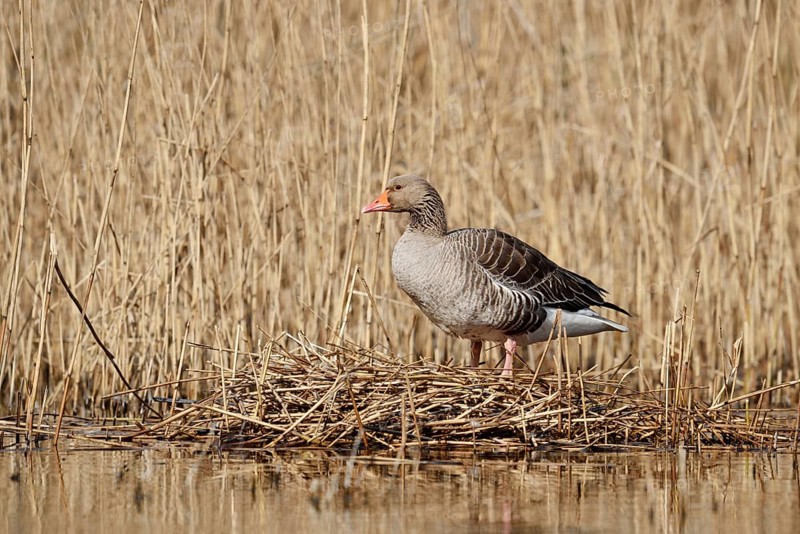 Greylag goose (Anser anser) on the nest in the reeds, North Rhine-Westphalia, Germany