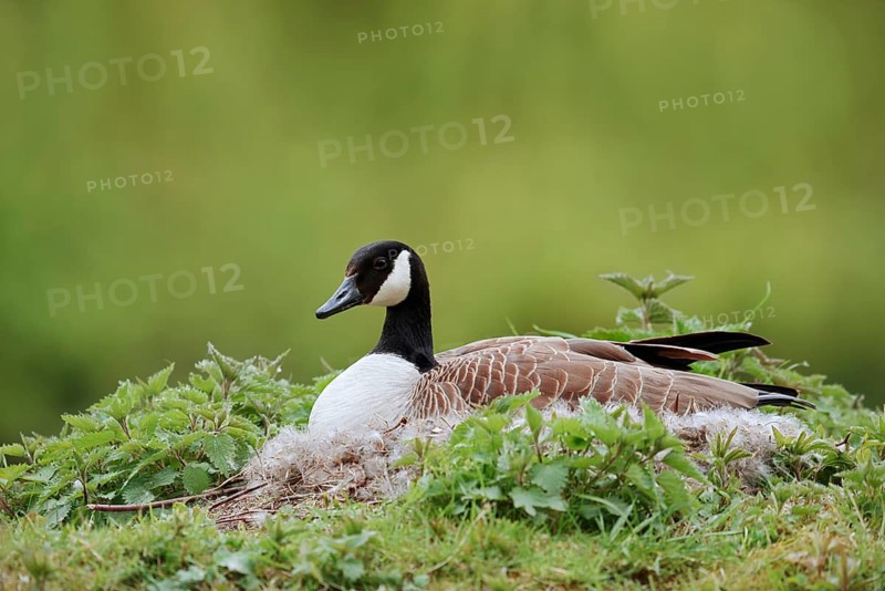 Canada goose (Branta canadensis) sitting brooding on the nest, North Rhine-Westphalia, Germany