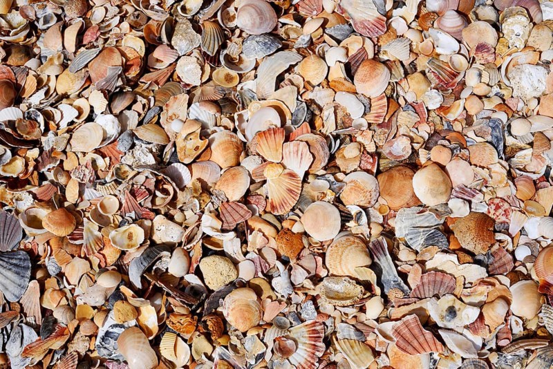 Different mussel shells on the beach, Algarve, Portugal