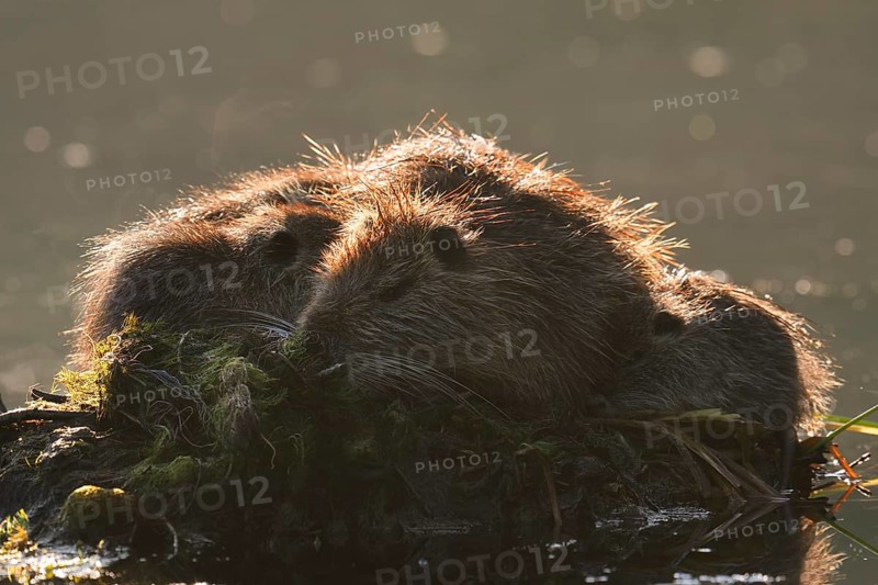 Nutria or swamp beaver (Myocastor coypus), female with young, North Rhine-Westphalia, Germany, Neozoon in Europe
