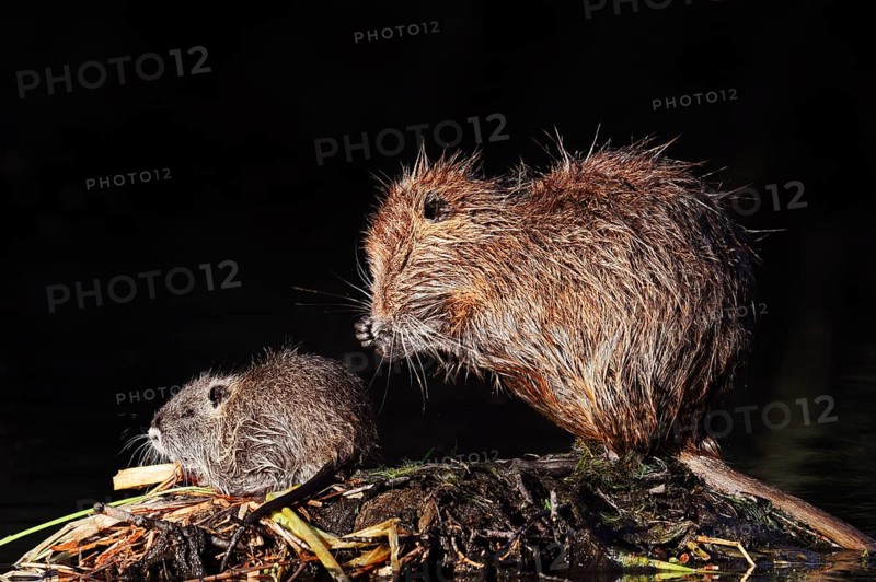 Nutria or swamp beaver (Myocastor coypus), female grooming with young, North Rhine-Westphalia, Germany, Neozoon in Europe