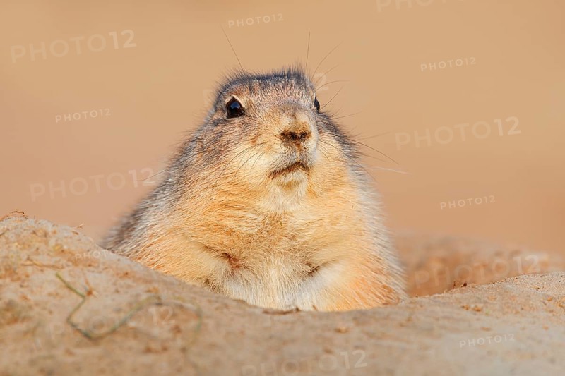 Black-tailed prairie dog (Cynomys ludovicianus) looking out of its den, North America