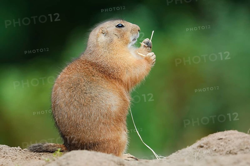 Black-tailed prairie dog (Cynomys ludovicianus) eating a blade of grass, North America