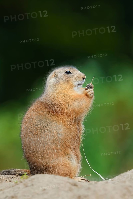Black-tailed prairie dog (Cynomys ludovicianus) eating a blade of grass, North America