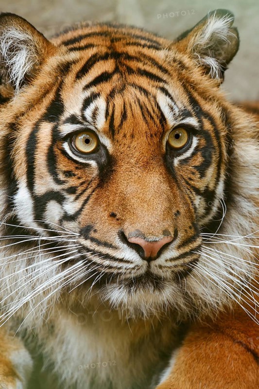 Sumatran tiger (Panthera tigris sumatrae), portrait, captive, native to Sumatra