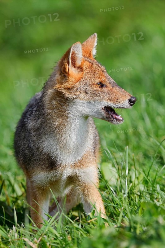 Golden jackal (Canis aureus), young animal, captive, occurring in Europe and Asia
