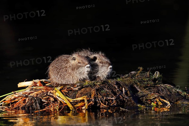 Nutria or swamp beaver (Myocastor coypus), young animals, North Rhine-Westphalia, Germany, neozoon in Europe