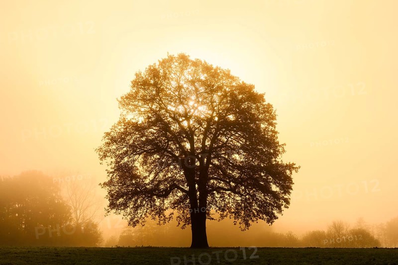 English oak (Quercus robur, Quercus pedunculata) in the morning mist at sunrise, North Rhine-Westphalia, Germany