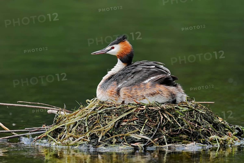 Great Crested Grebe (Podiceps Scalloped ribbonfish) sitting on its nest, North Rhine-Westphalia, Germany