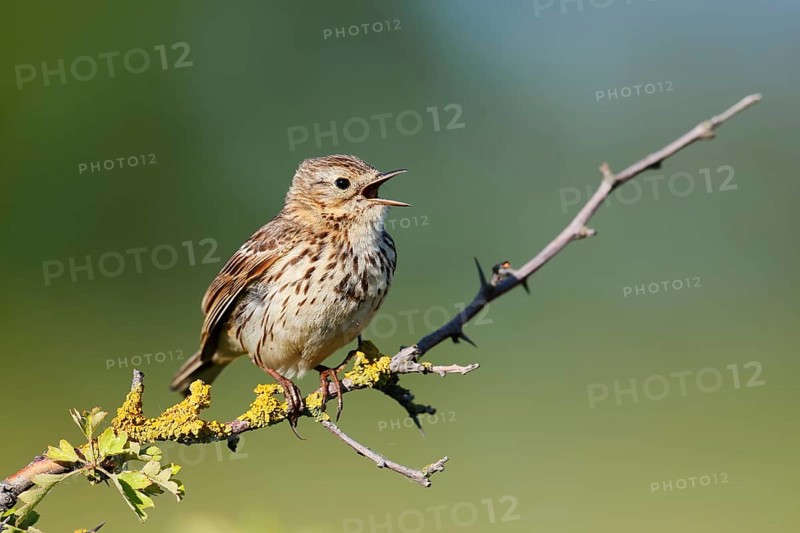 Meadow pipit (Anthus pratensis) sits singing on a branch, Schleswig-Holstein, Germany