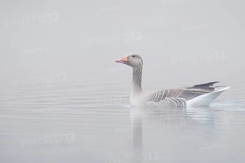 Greylag goose (Anser anser) swimming in the morning mist on a lake, North Rhine-Westphalia, Germany